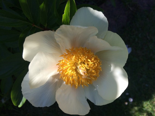 pivoines 6