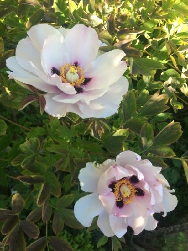 pivoines 8