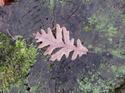 feuille_de_chene