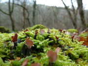 mousses_de_la_foret